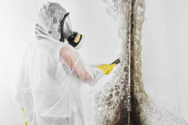 Best Toxic Mold Removal  in Diablo Grande, CA