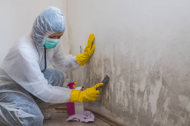 Best Professional Mold Removal  in Diablo Grande, CA