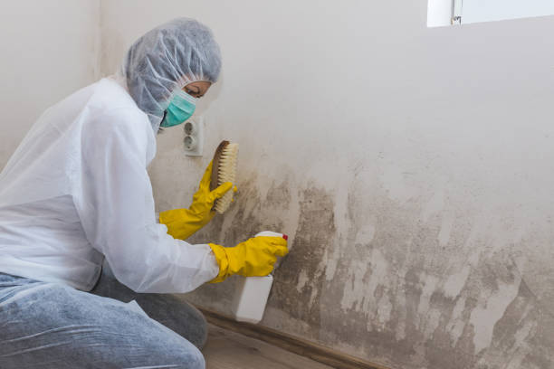 Home Mold Removal in Diablo Grande, CA