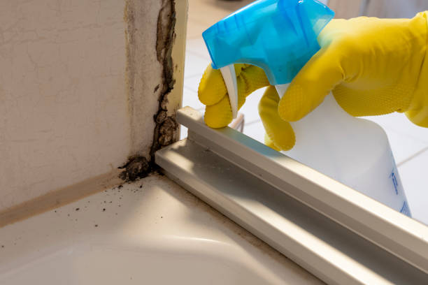 Best Fast Mold Removal  in Diablo Grande, CA