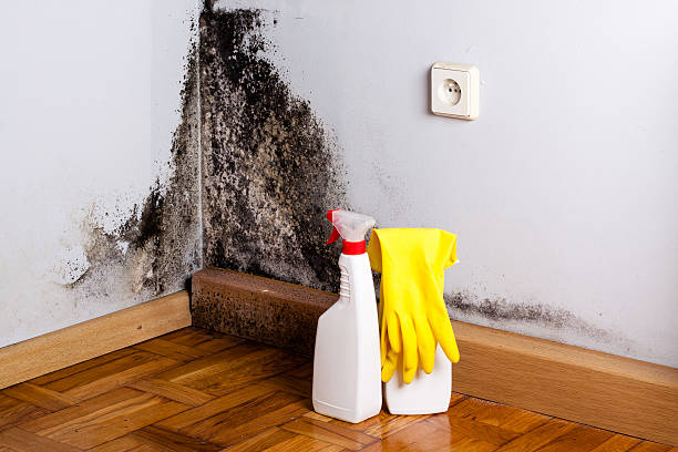 Best Affordable Mold Removal  in Diablo Grande, CA