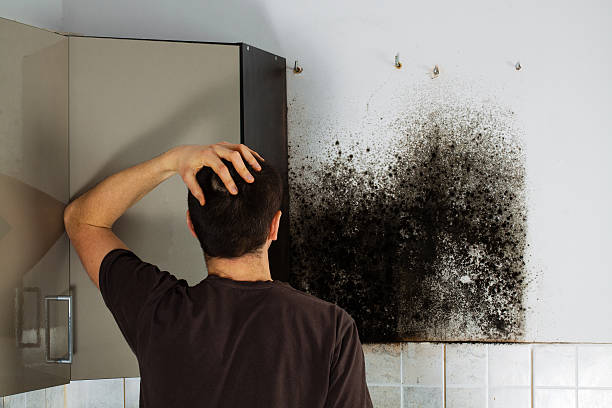 Best Mold Removal Near Me  in Diablo Grande, CA