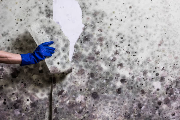 Best Local Mold Removal Service  in Diablo Grande, CA