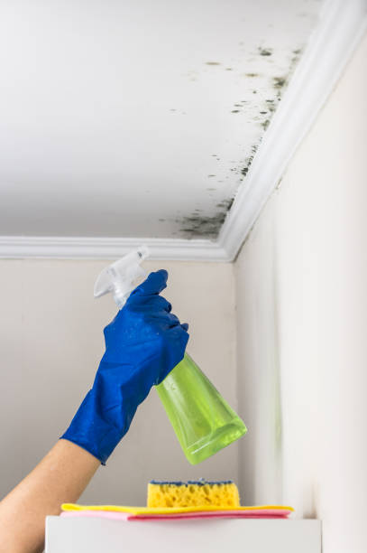 Mold Removal Process in Diablo Grande, CA